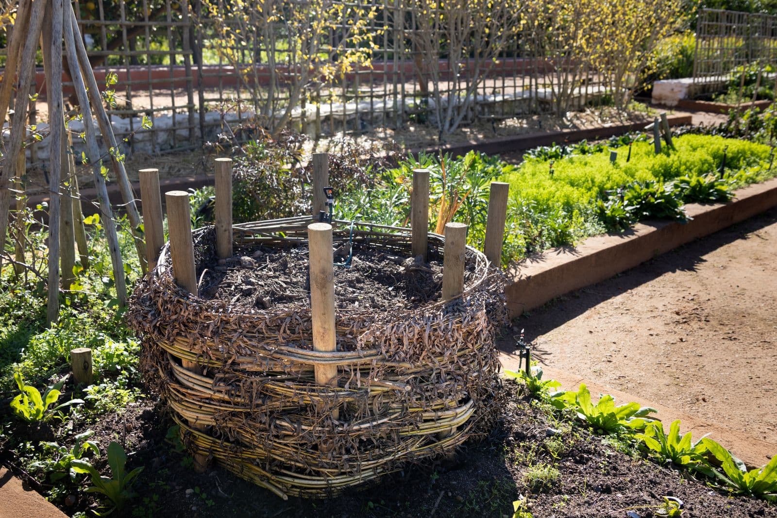 Woven wicker compost bin among spring vegetable beds