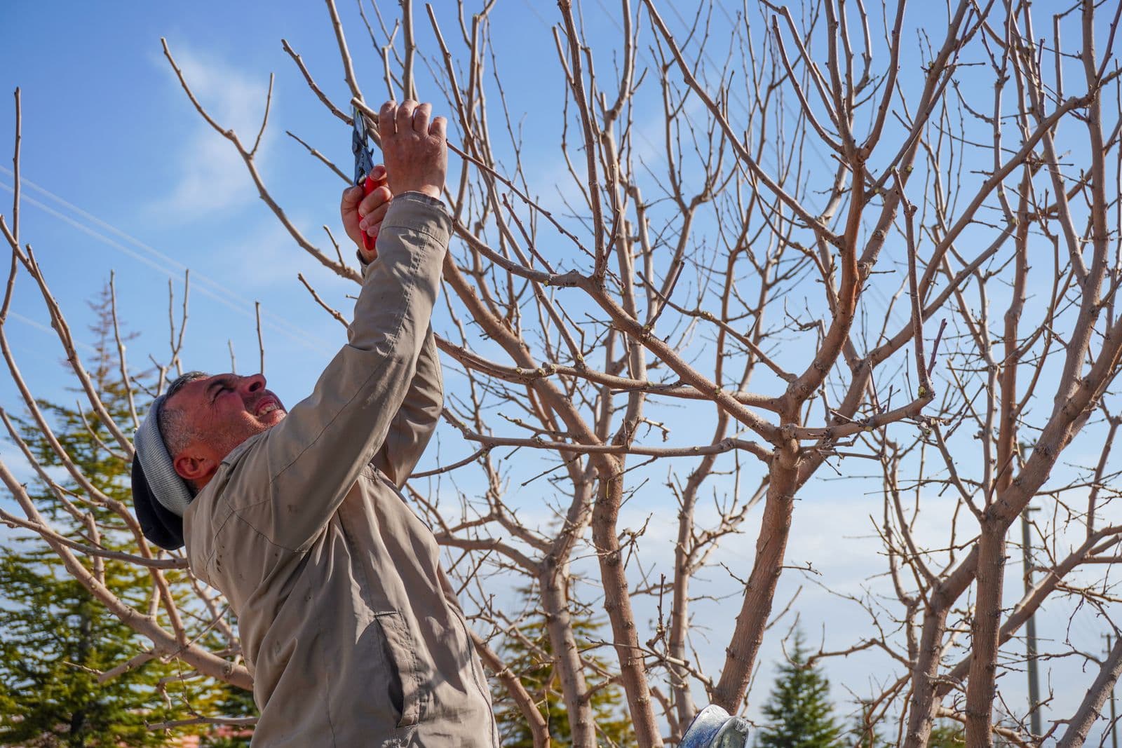 Man pruning a bare fruit tree against a blue winter sky