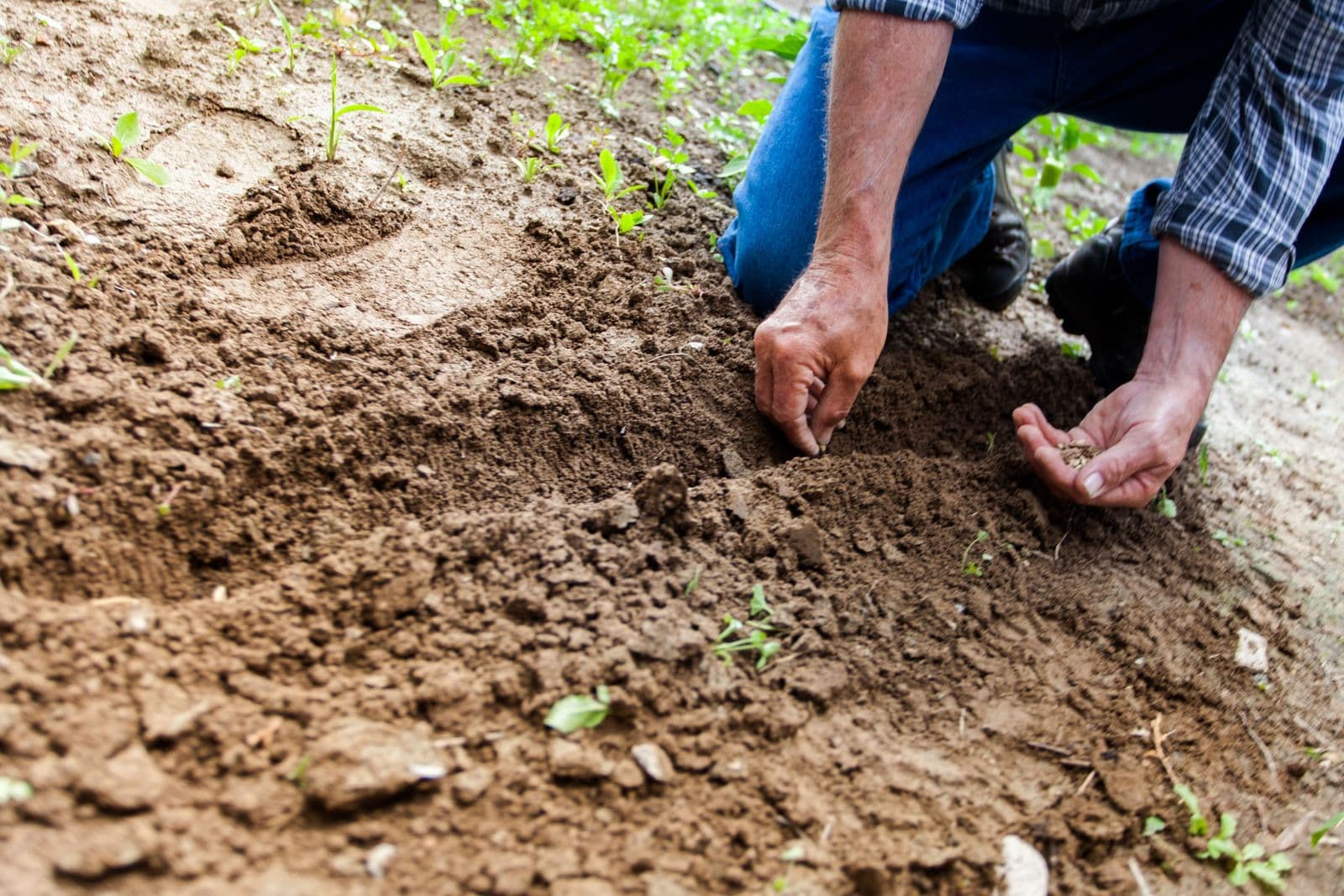 Hands dropping seeds into a freshly worked furrow