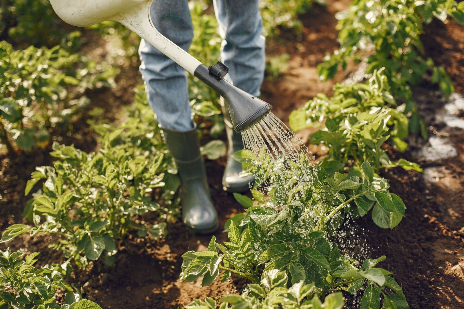 Watering can soaking potato plants between furrows, rubber boots