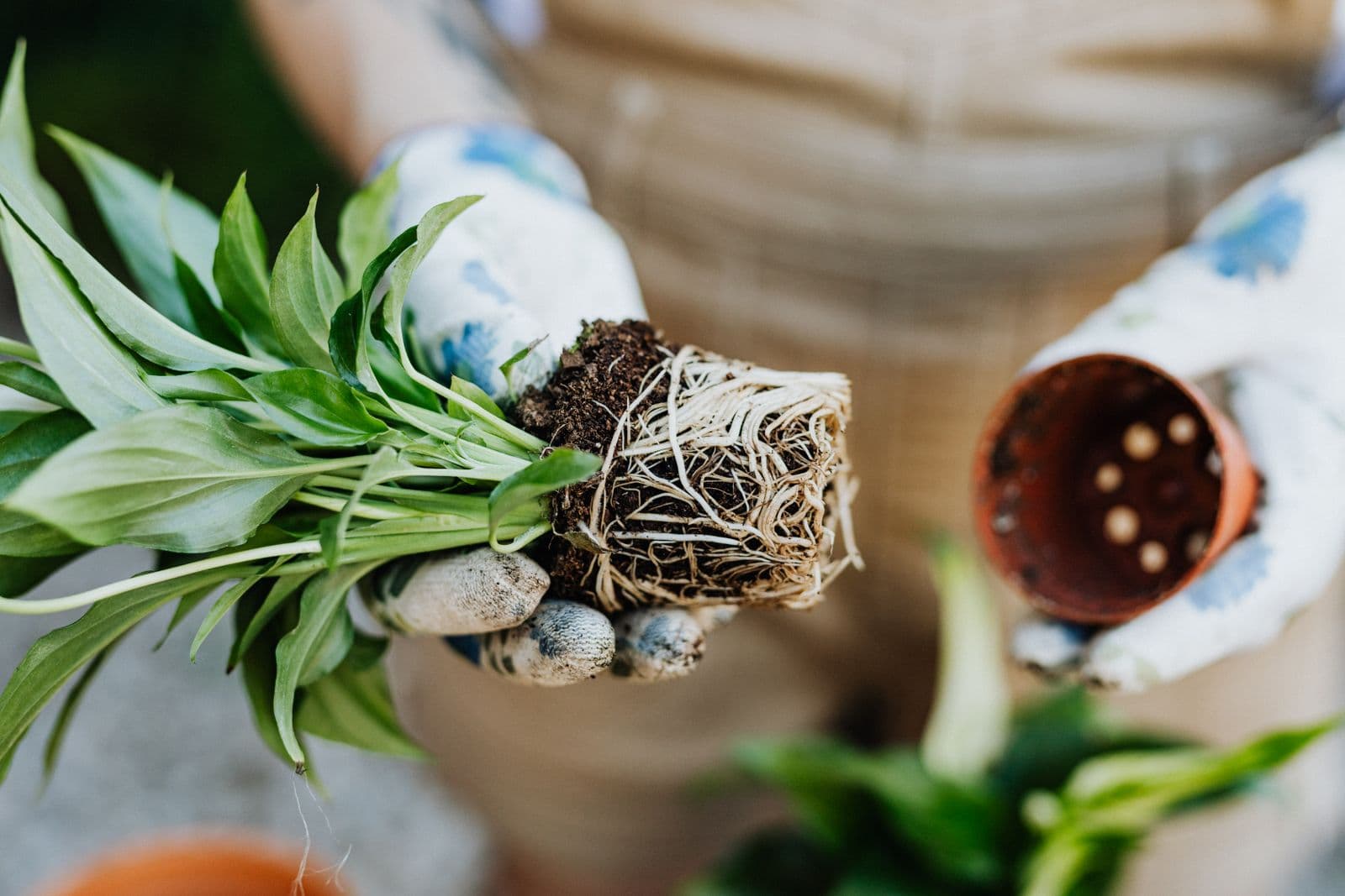 Gloved hands easing a plant out of its pot, showing the root ball